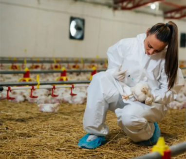 veterinariapollito