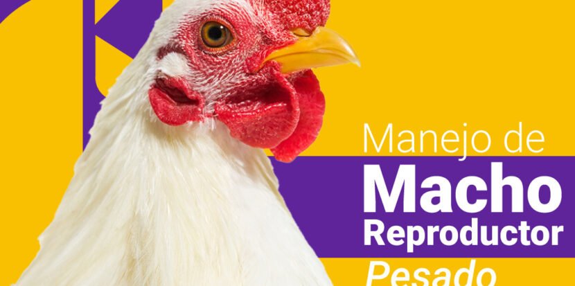 Manejo de Macho Reproductor Pesado