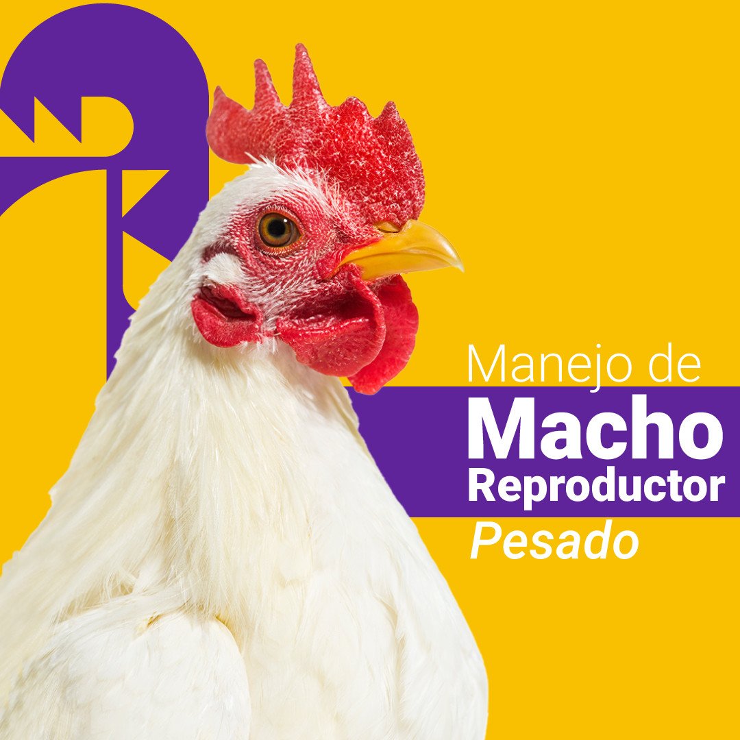 Manejo de Macho Reproductor Pesado