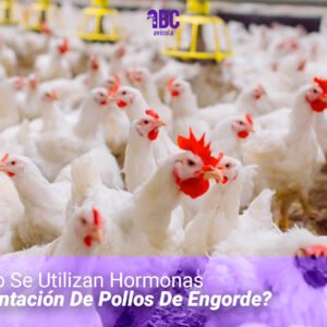 ¿Por Qué No Se Utilizan Hormonas En La Alimentación De Pollos De Engorde?