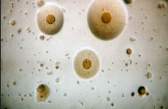 Mycoplasma synoviae en Aves