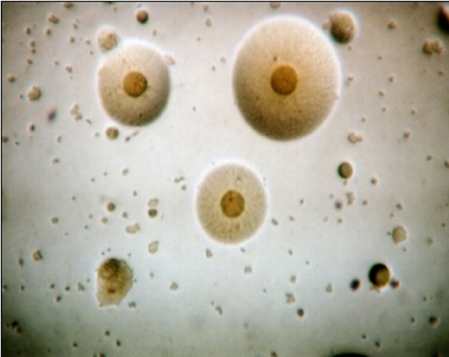 Mycoplasma synoviae en Aves