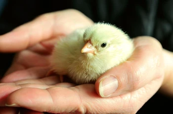 Pollo