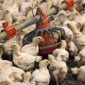 La Importancia de la Conversión Alimenticia en Escenarios de Alto Costo