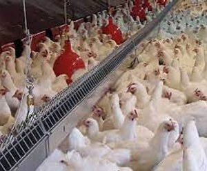 Nutricion y Salud Intestinal De Las Reproductoras De Pollos De Engorde