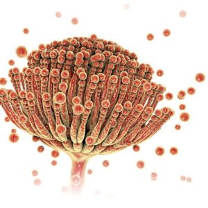 ABC de las Micotoxinas