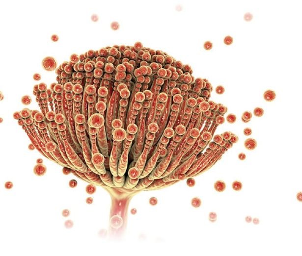 u6-ABC-de-las-Micotoxinas