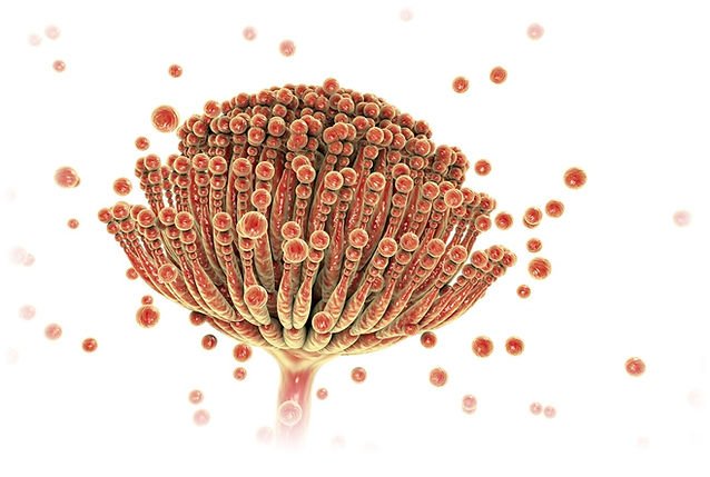 u6-ABC-de-las-Micotoxinas