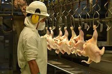 u6-Importancia-de-la-Retirada-de-Alimento-y-el-Proceso-de-Carga-para-la-Industria-Avicola