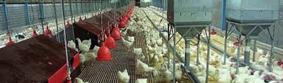 u6-Preparando-las-hembras-para-galpon-con-nido-comunitario-para-tener-minimo-de-huevos-de-piso
