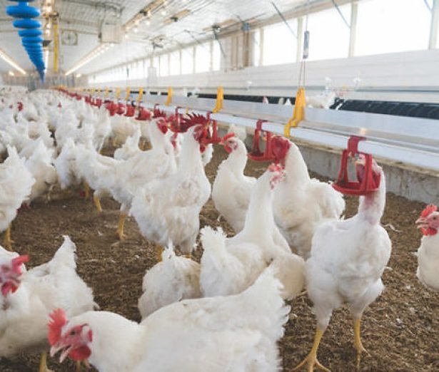 u6-Programa-de-control-de-consumo-de-agua-en-cria-y-produccion-de-reproductoras