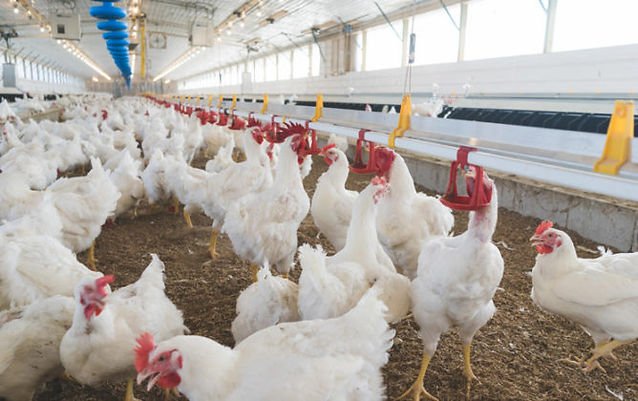 u6-Programa-de-control-de-consumo-de-agua-en-cria-y-produccion-de-reproductoras