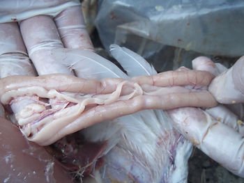 u6-Salud-intestinal-a-traves-del-uso-de-extractos-de-plantas