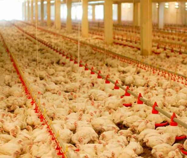 u6-Los-Datos-La-Cria-Equilibrada-Mejora-La-Productividad-Y-La-Sostenibilidad-Del-Sector-De-Los-Pollos