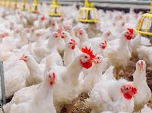 ¿Cuál es la densidad nutritiva óptima de la dieta en tiempos de presión económica?