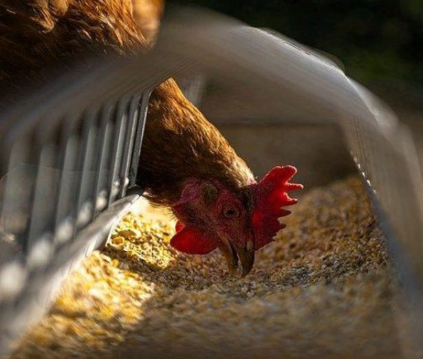 u6-Enfermedades-Carenciales-En-La-Avicultura