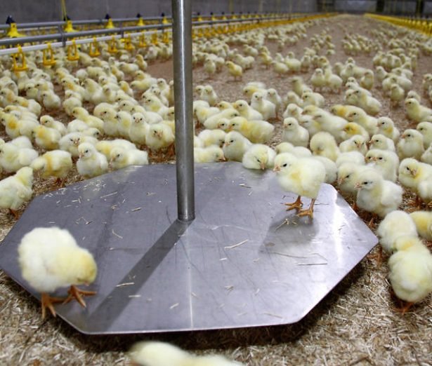 u6-Ganaderia-de-Precision-y-Avicultura