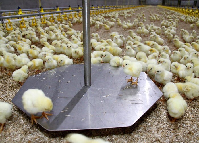 u6-Ganaderia-de-Precision-y-Avicultura