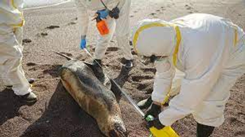 u6-Influenza-Aviar-y-los-Mamiferos