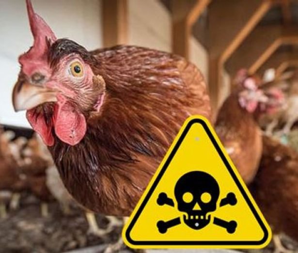 u6-Intoxicaciones-en-avicultura