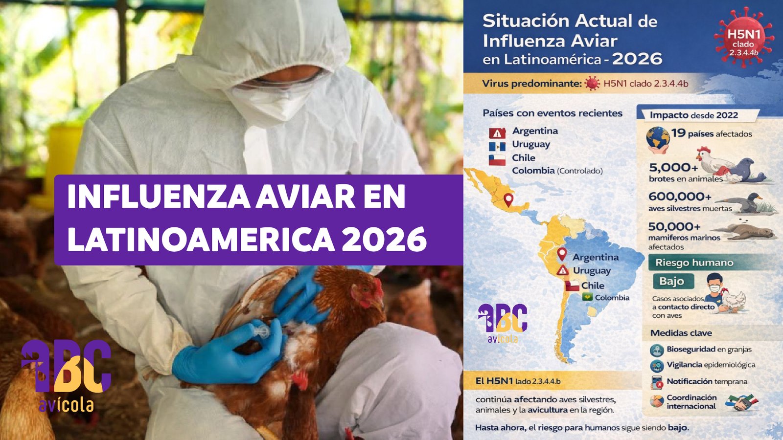 Influenza aviar en Latinoamérica 2026