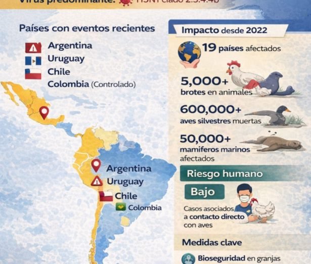 infografia inf aviar