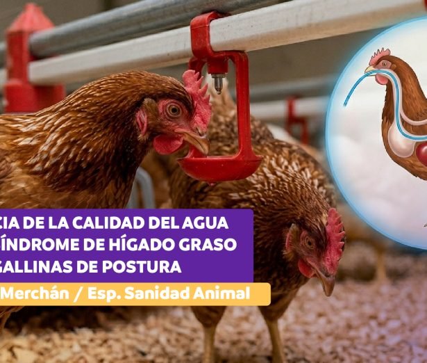 carlos merchan higado-01.jpg